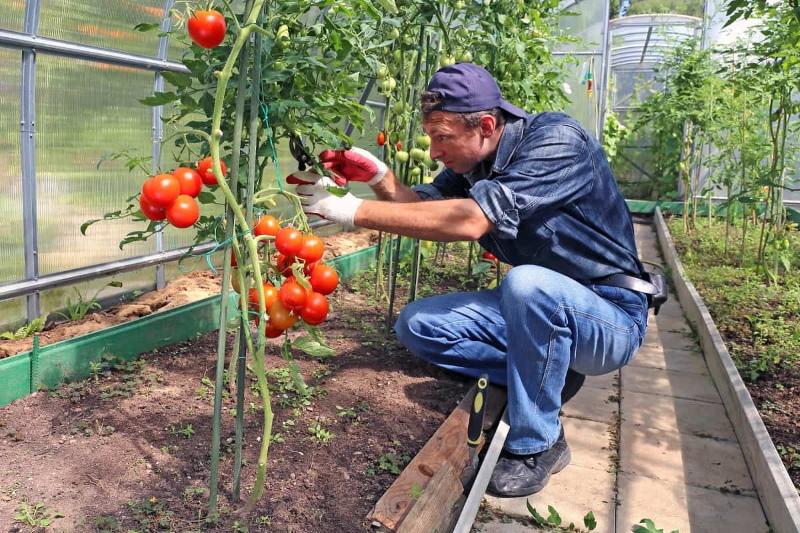 avantages des tomates indéterminées