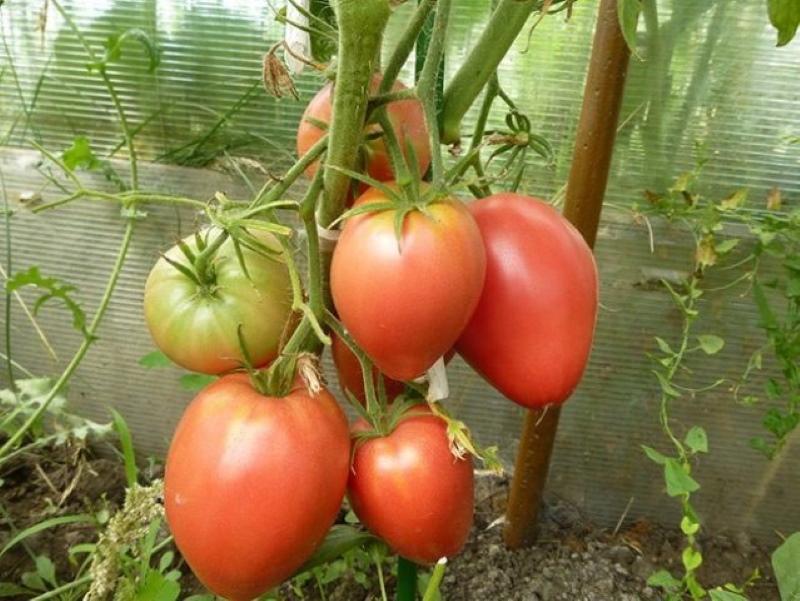 variedad de tomate indeterminada