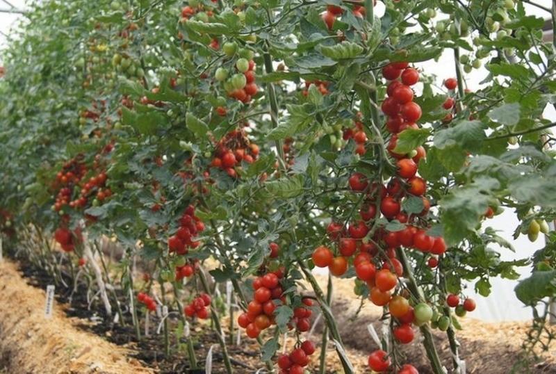 variedad indeterminada de tomate que es