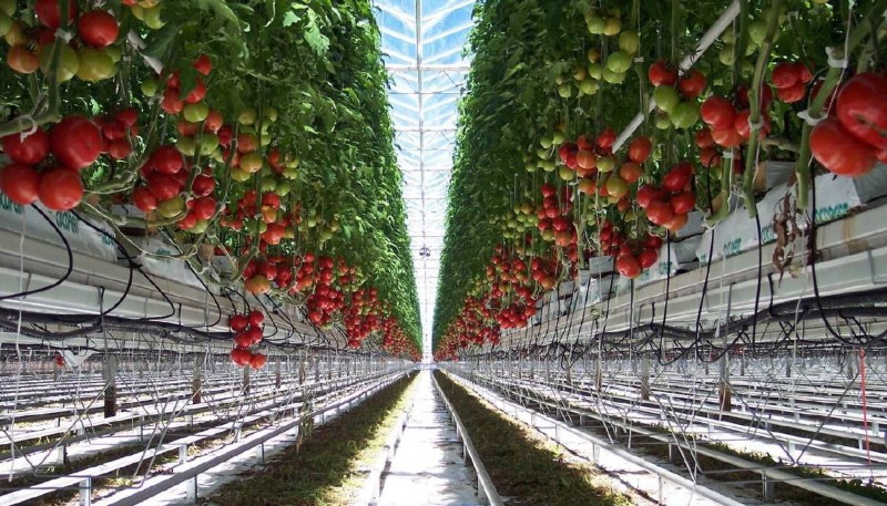 tomates hydroponiques