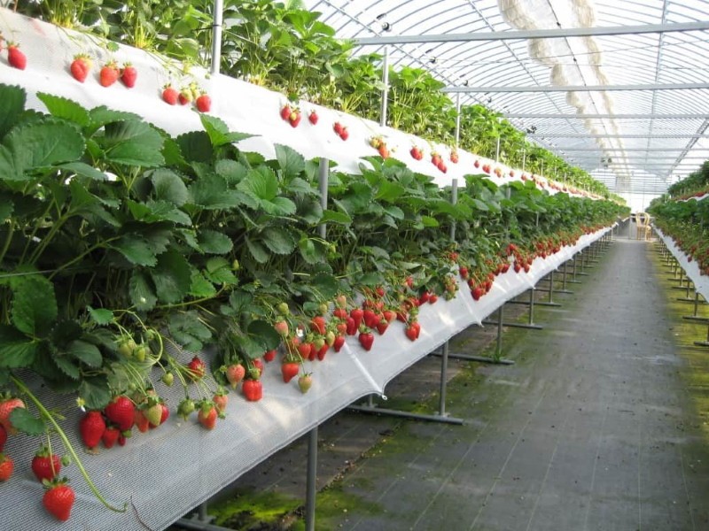 fraises hydroponiques