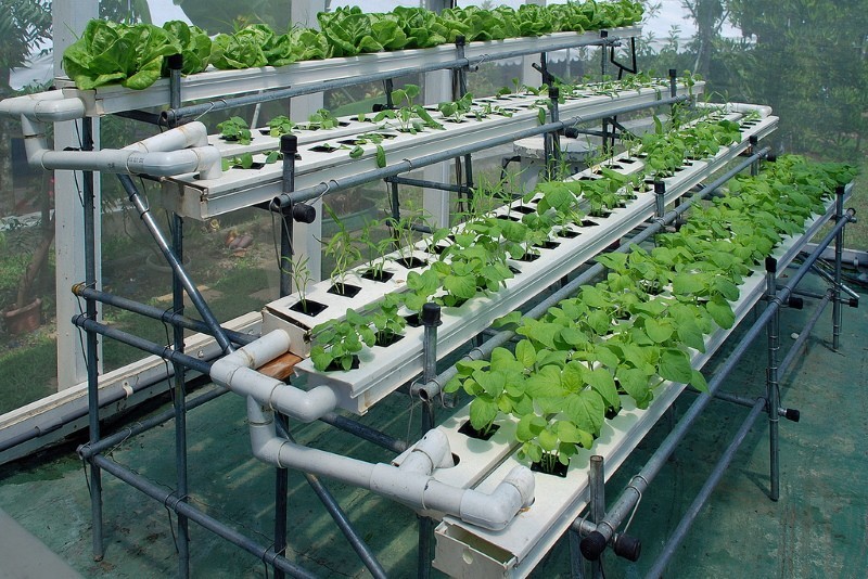ce qui peut être cultivé en hydroponie