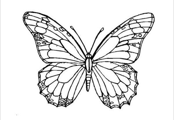 mariposa para la aplicación