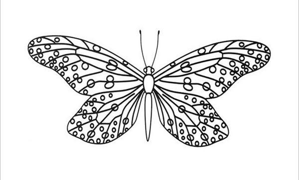 papillon à grande envergure