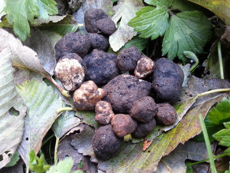 truffes