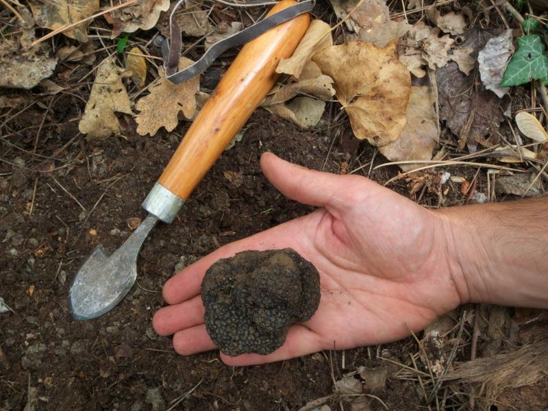 faire pousser des truffes à la maison