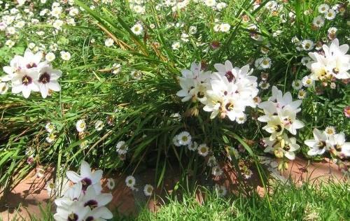 ixia paniculate plantation et entretien