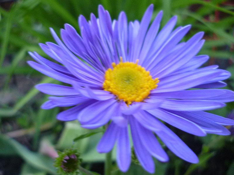 aster azul alpino