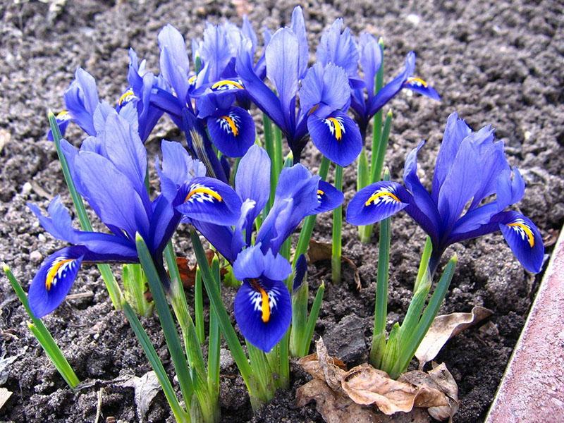 flores de iridodictum azul y azul