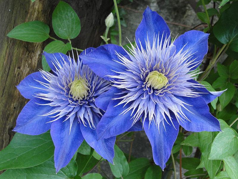 flores de clemátide azul y azul