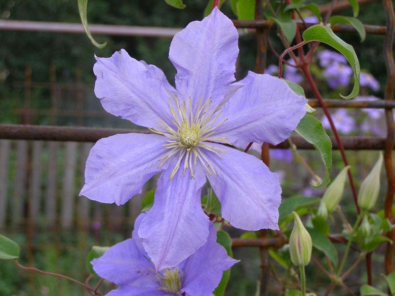 variedad turquesa