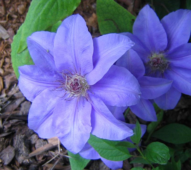 ramona clematis