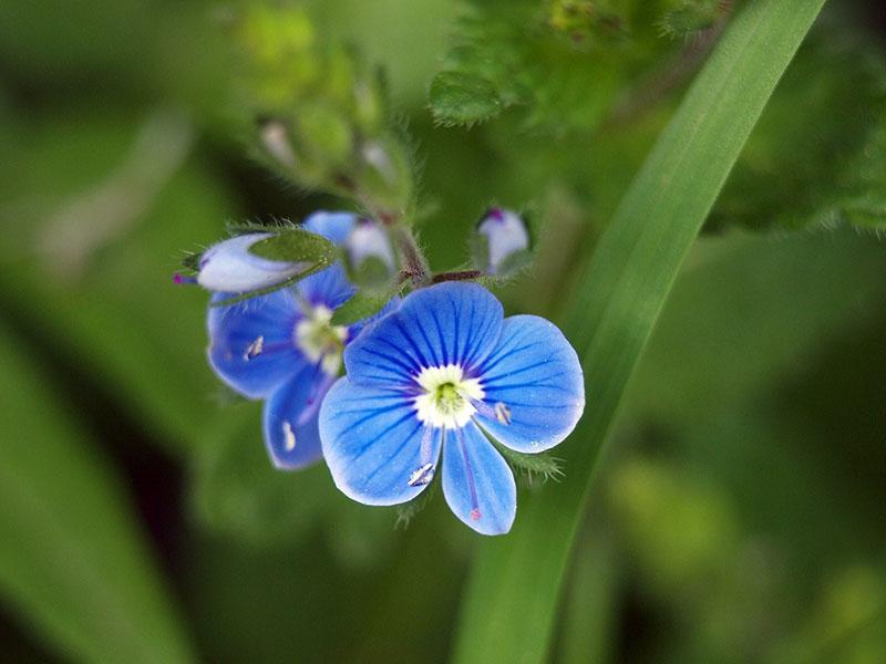 inflorescencia de veronica