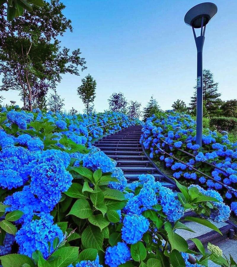 flores azules y azules en el diseño del paisaje