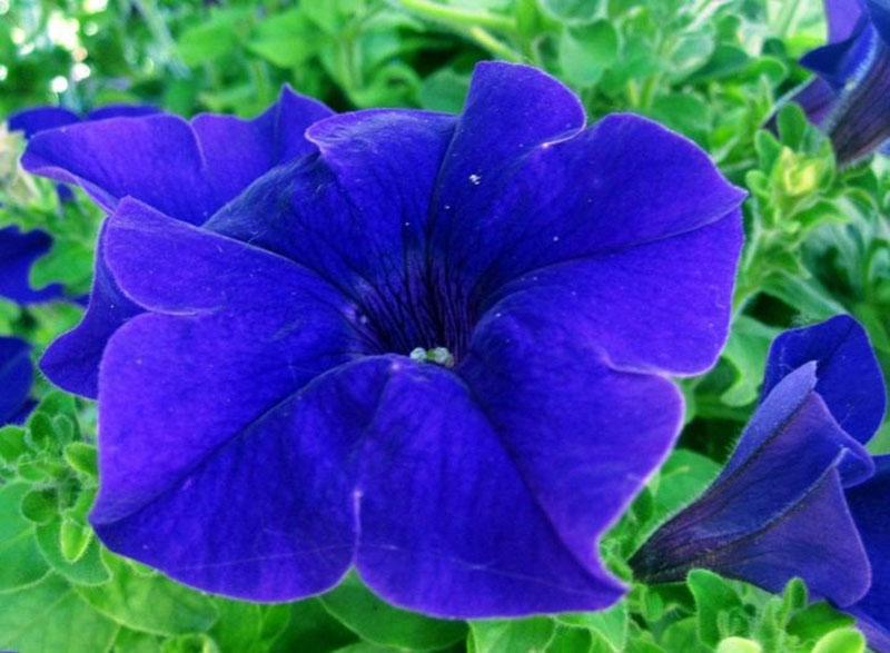 flores de petunia brillantes