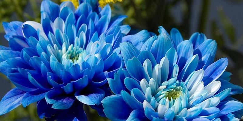 flores de aster azul y azul