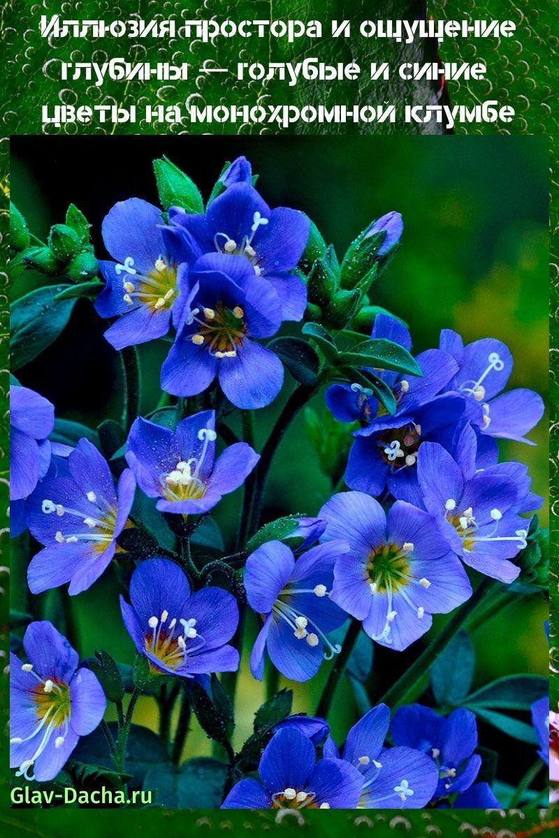 flores azules y azules
