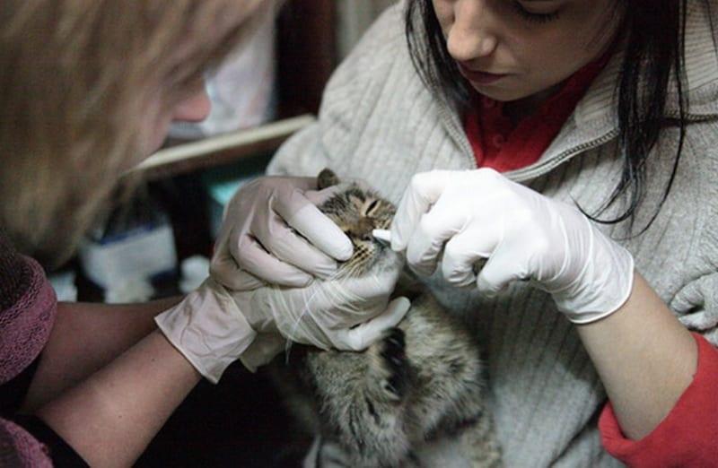 cómo infundir roncoleucina en la nariz de un gato