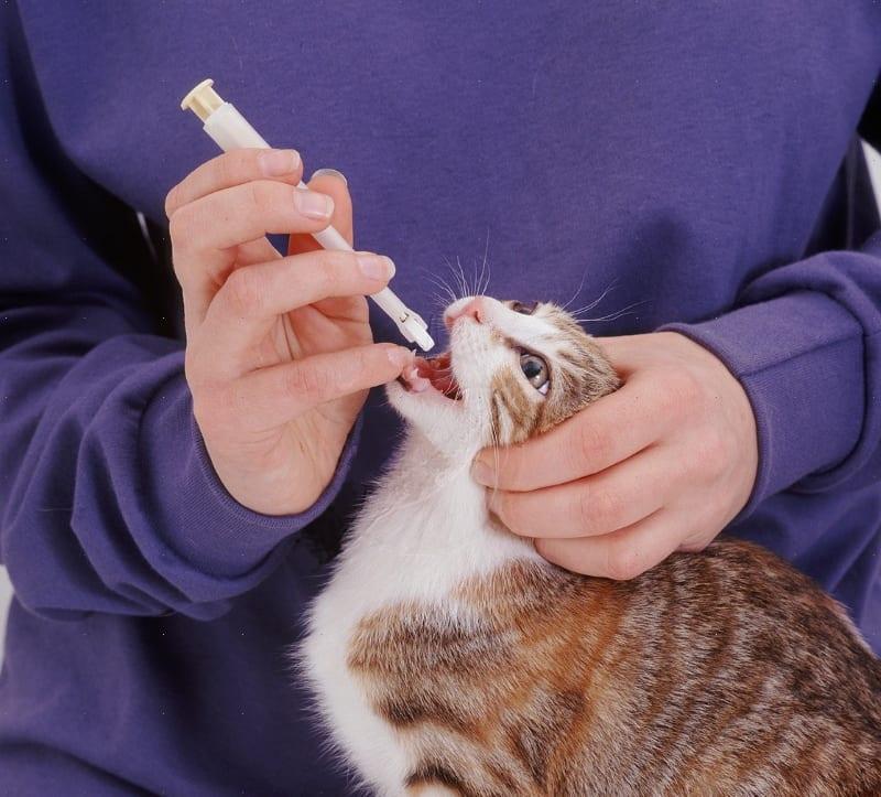 cómo darle roncoleukin a un gato