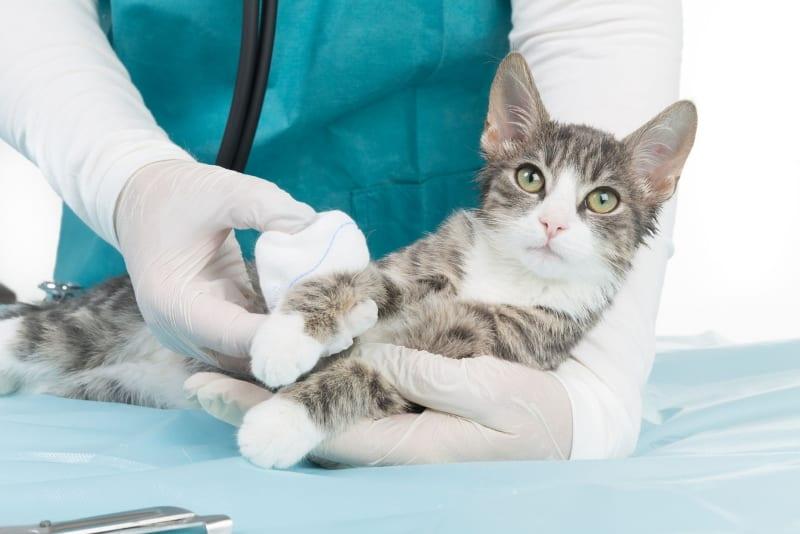 cómo tratar la herida de un gato con roncoleukin
