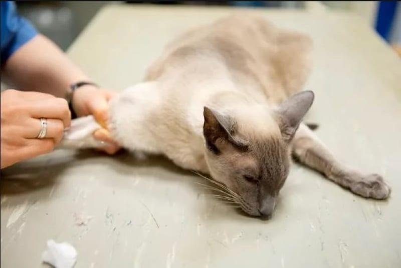 cómo administrar roncoleucina intravenosa a un gato
