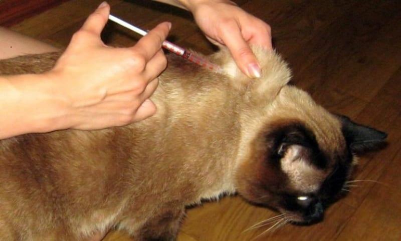cómo hacer una roncoleucina de gato por vía subcutánea