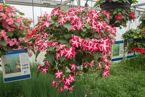 impatiens en pots