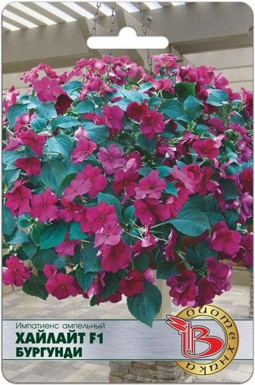 impatiens bourgogne