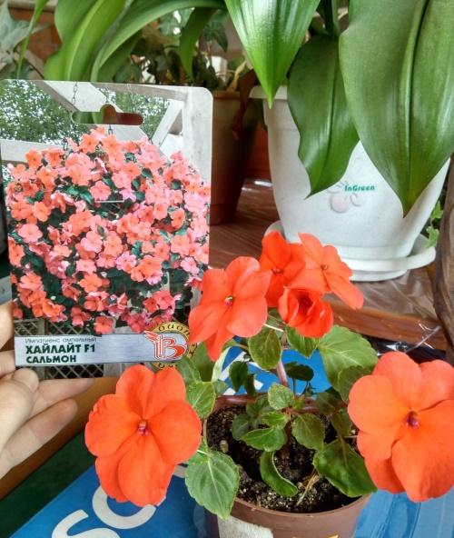 boutures impatiens