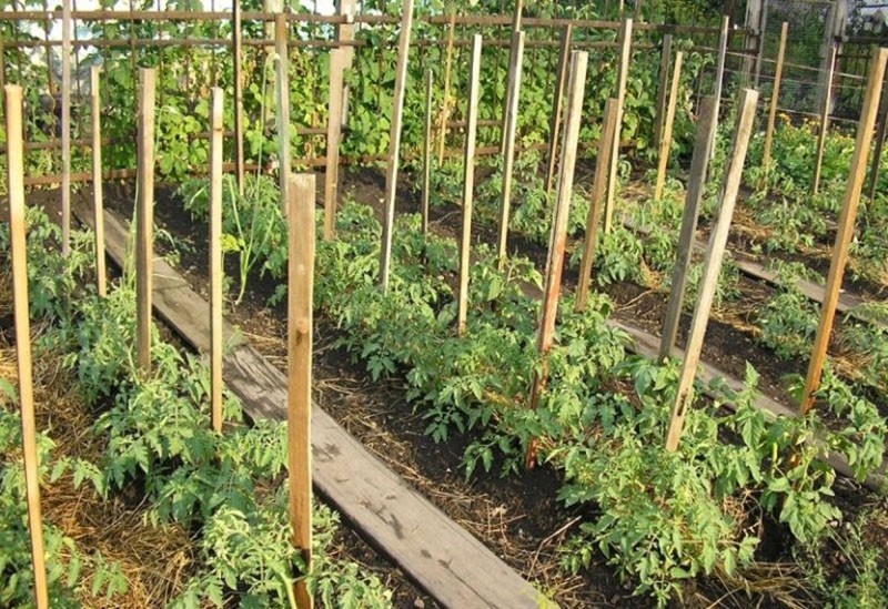 cuidado del tomate al aire libre