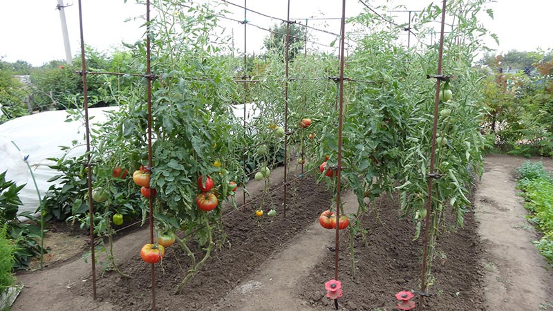 tomates à haut rendement
