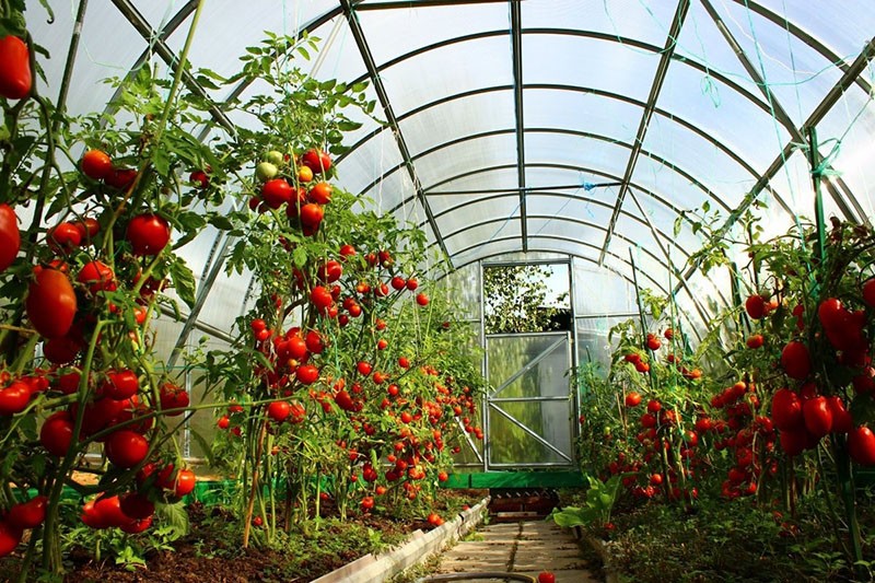 Variedades indeterminadas de tomates en invernadero.