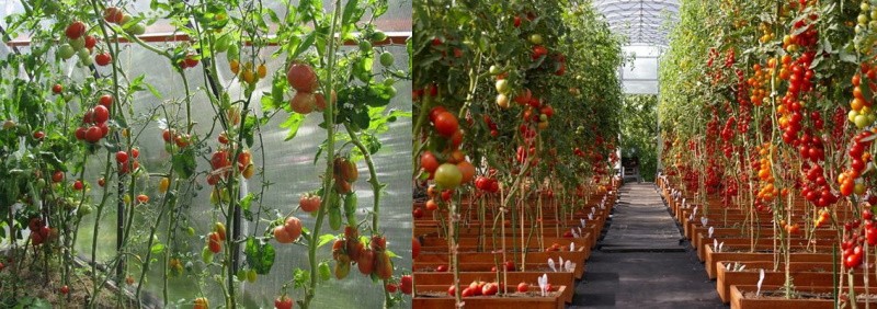 tomates à fructification indéterminée
