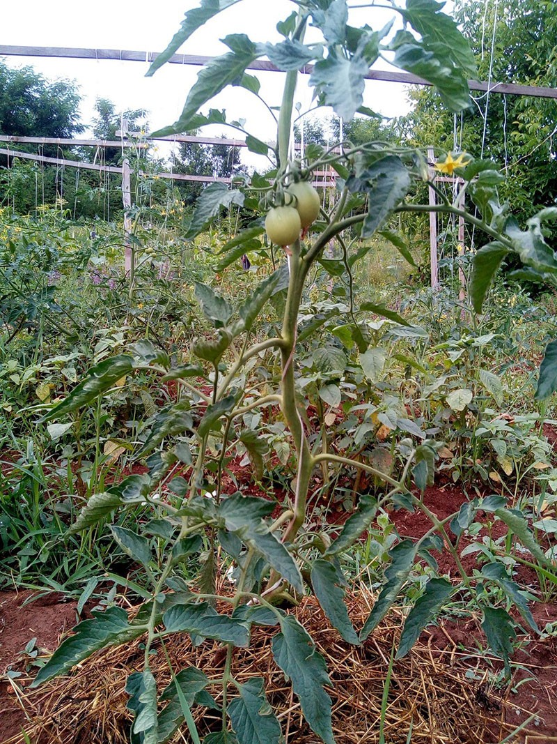 Variedades indeterminadas de tomates en campo abierto.
