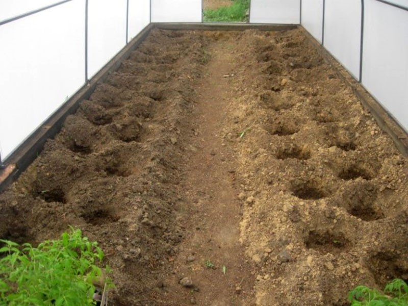 preparación del suelo en invernadero