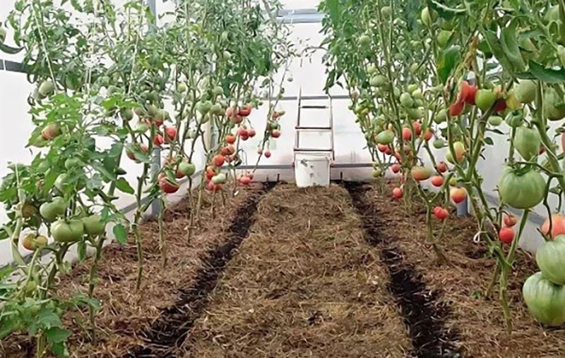 tecnología agrícola para el cultivo de tomates indeterminados