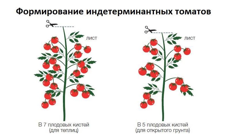 la formación de tomates indeterminados