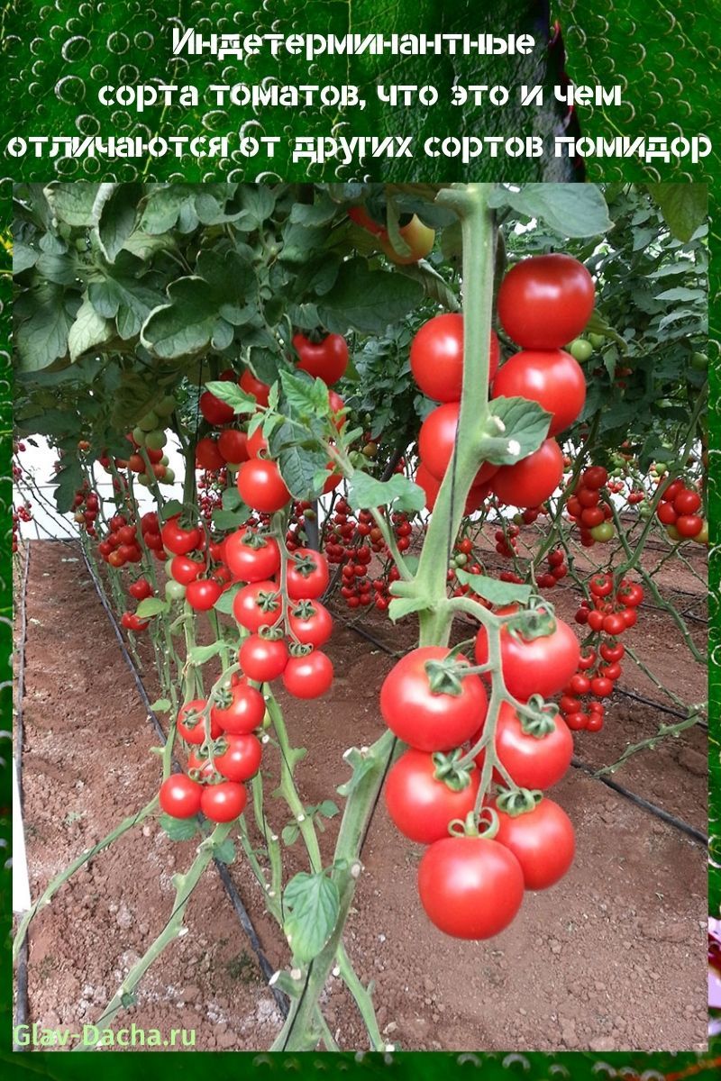 variétés de tomates indéterminées