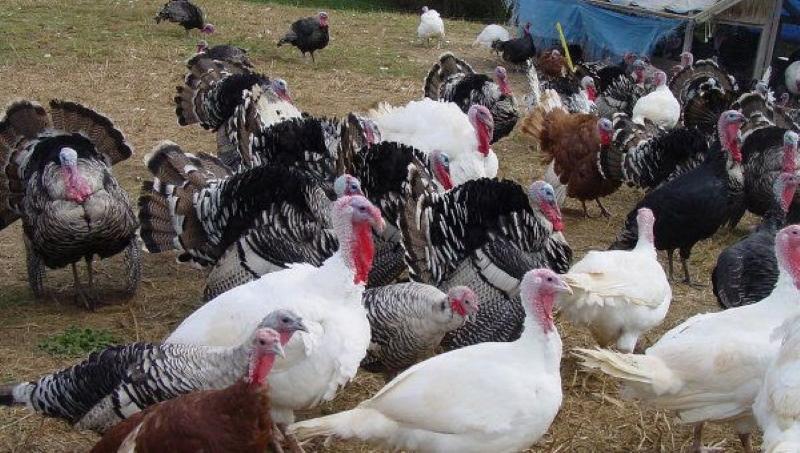 pavos criando y manteniendo en casa