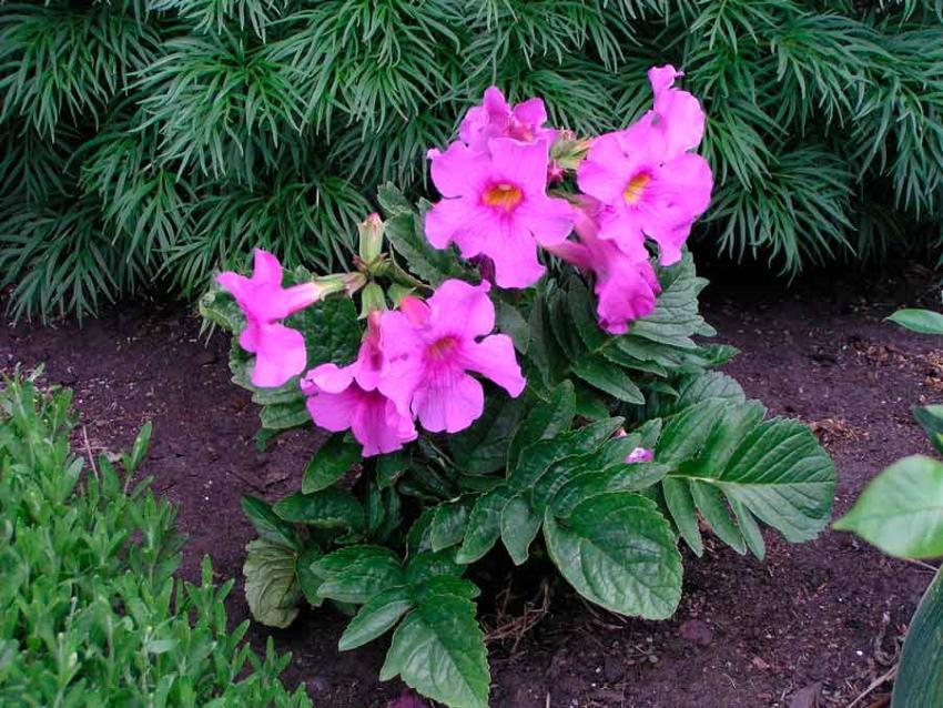 incarvillea en sibérie