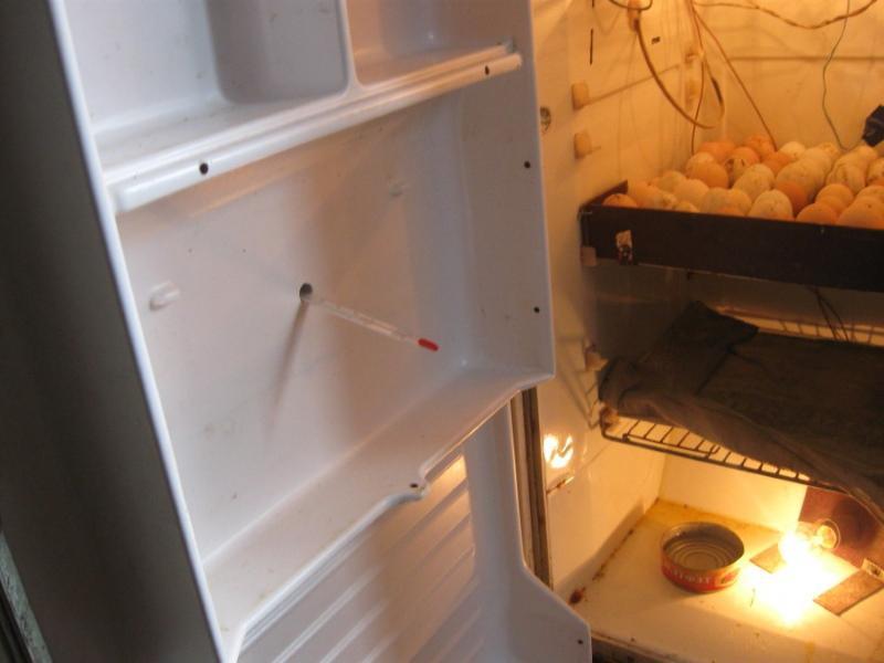 Incubadora de bricolaje del refrigerador.