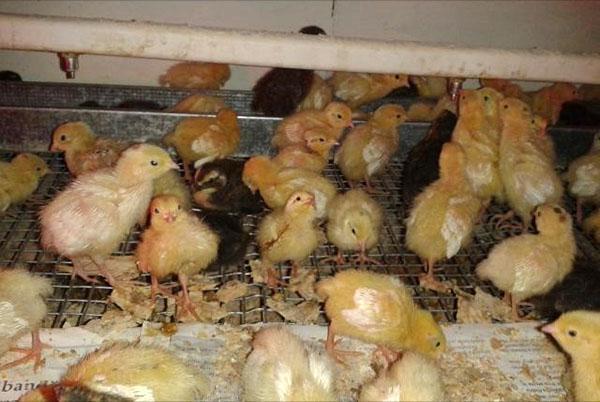 poussins d'incubateur