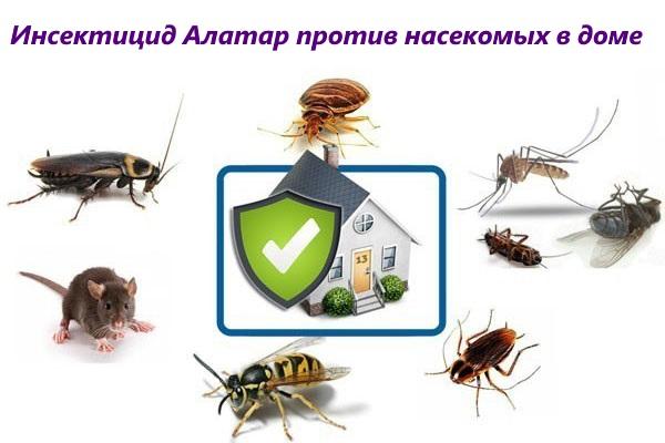 Alatar contre les insectes dans la maison