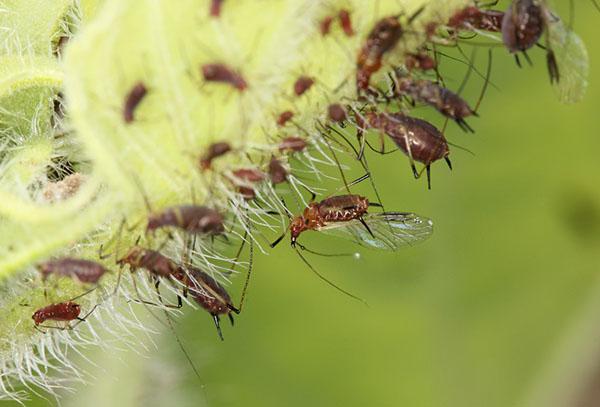 los insectos morirán en 24 horas