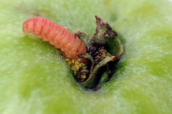 procesamiento de árboles frutales