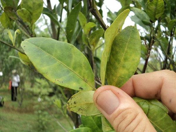 insecticidas sistémicos para árboles frutales