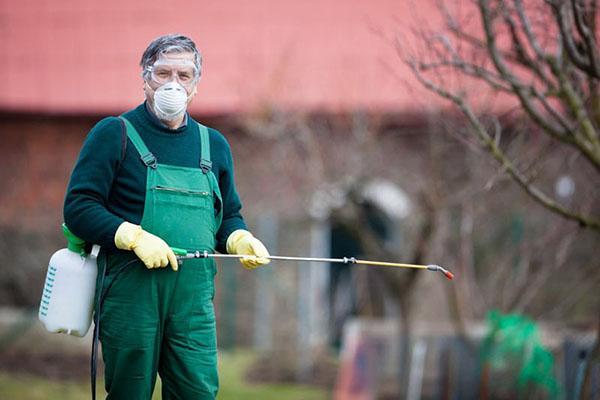 tratamiento insecticida del jardín