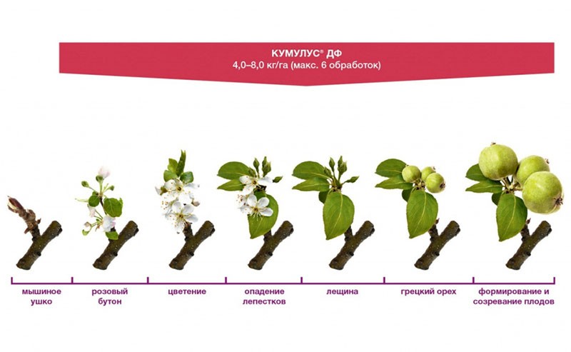 gráfico de aplicación de árbol