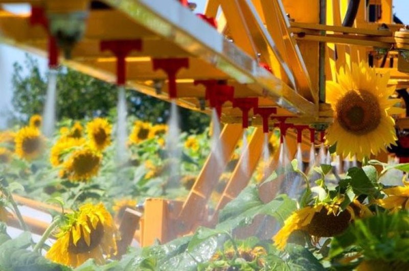 champ de tournesol