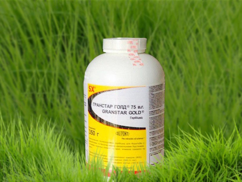 principe actif de l'herbicide Granstar - tribénuron-méthyl